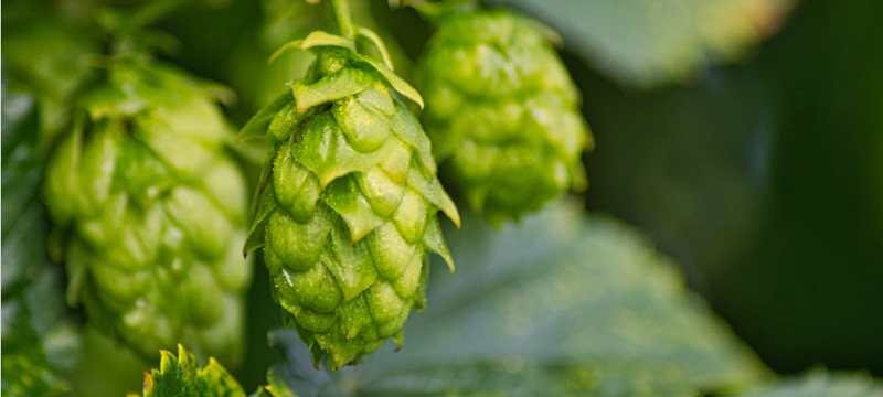 啤酒輔料.jpg 啤酒輔料.jpg