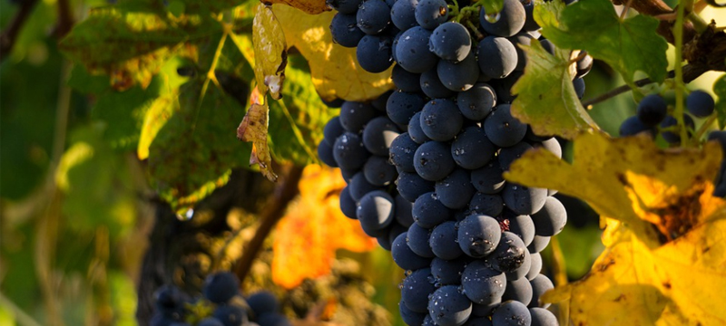 葡萄酒輔料.jpg 葡萄酒輔料.jpg